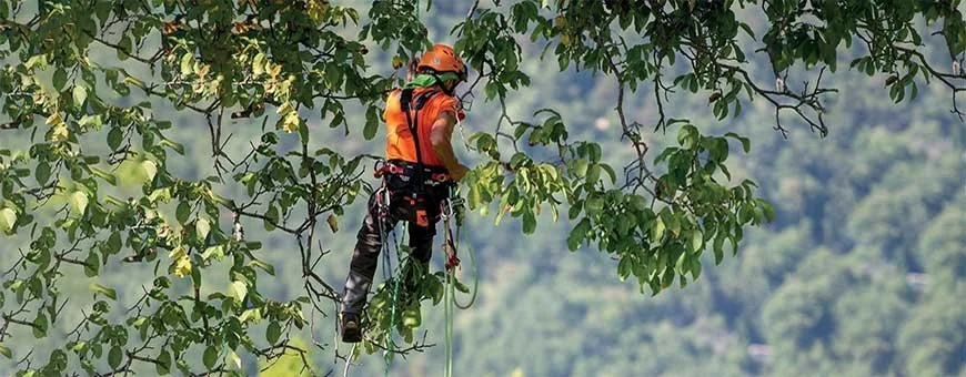 Arboricultura Vertinor