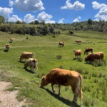 La Traviesa de la Demanda en Cabezón de la Sierra