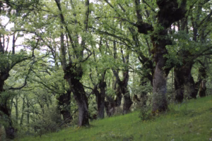 Dehesa