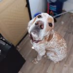 Arahí - Perro 04