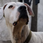 Arahí - Perro