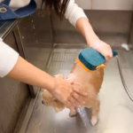 Arahí - Servicio - Baño completo